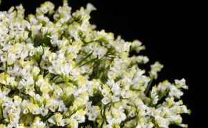 Close Up of Gypsophila million star as the gallery page thumbnail